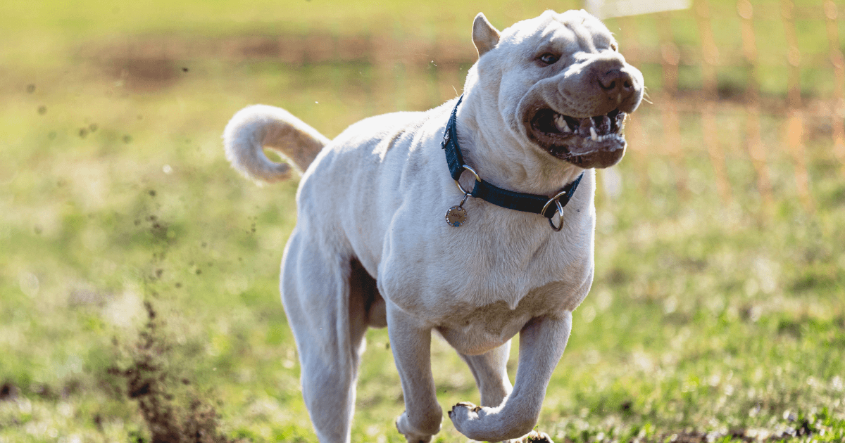 An aggressive dog running while displaying its teeth.
