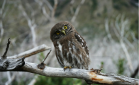 A wise owl, often used to represent knowledge and philosophy