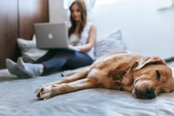 Woman coding on a bed next to a sleeping dog